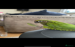 Conures birds for sale: Peanut the Green Cheek conure - Advert 1