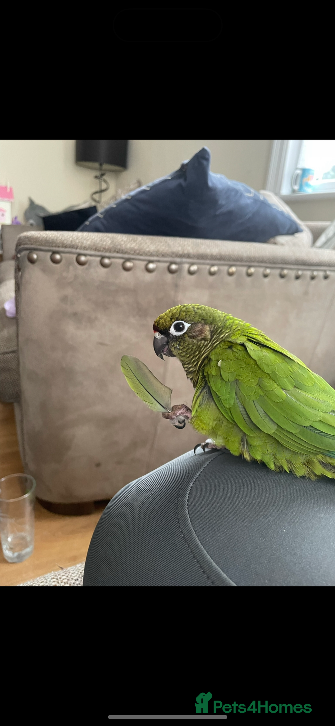 Conures birds for sale: Peanut the Green Cheek conure - Advert 1