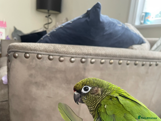 Conures birds Peanut the Green Cheek conure - Advert 1