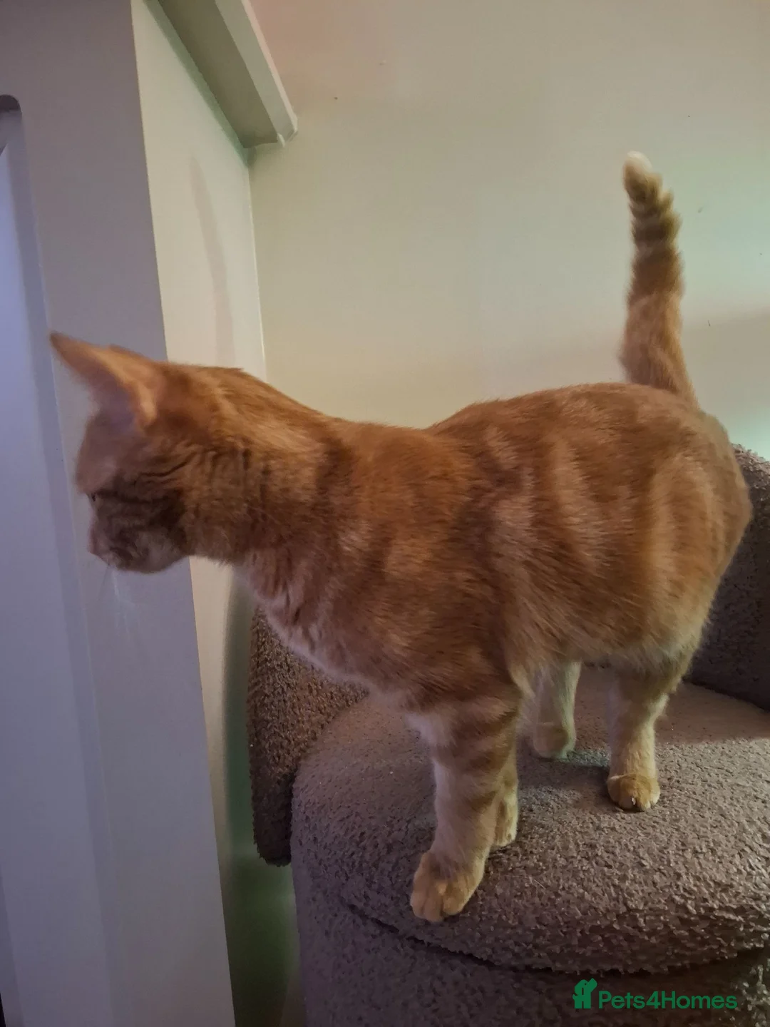 Mixed Breed cats for sale: Beautiful girl ready to find her forever home - Advert 5