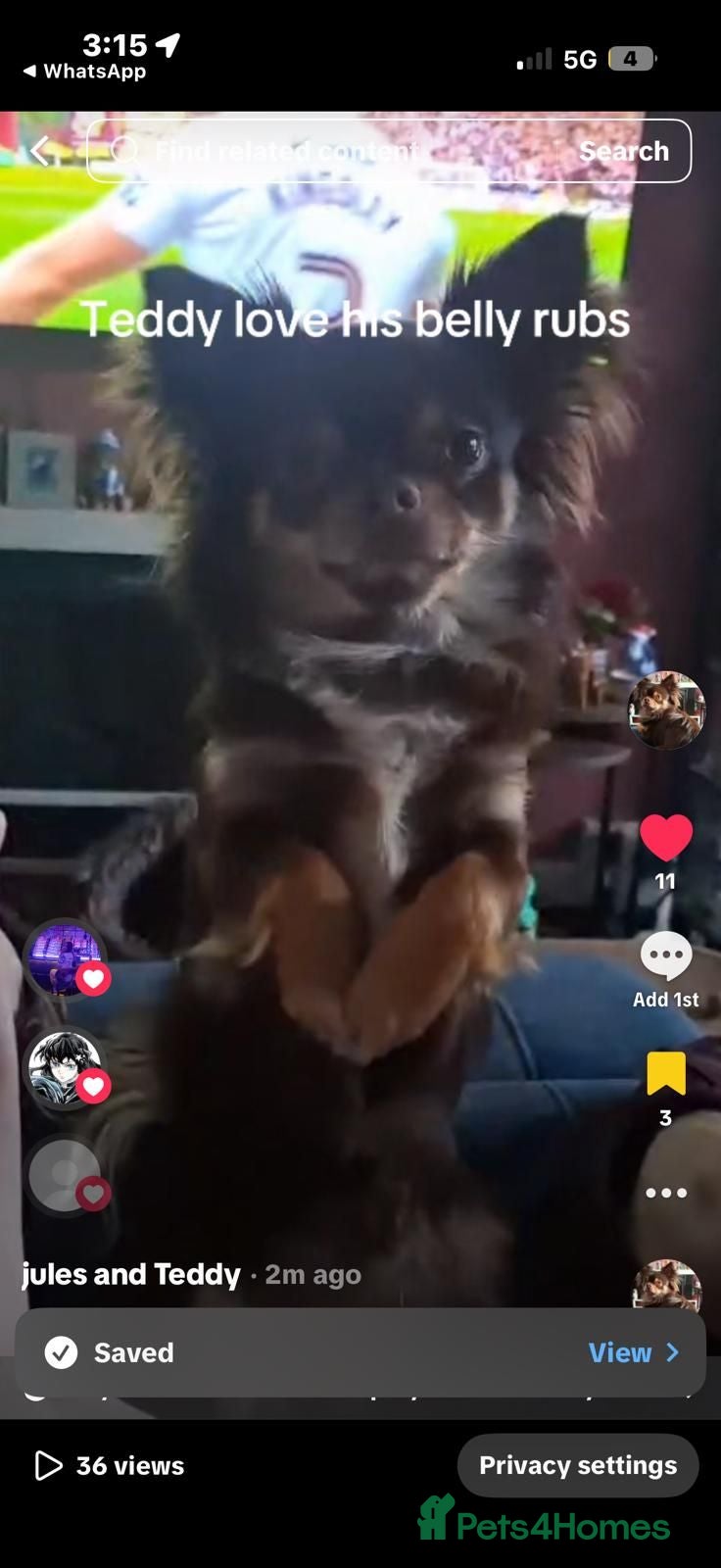 Chihuahua dogs Longhair Chahauha  - Advert 1