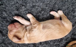 Cocker Spaniel dogs for sale: Working Cocker Spaniel Puppies for Sale - Image 8