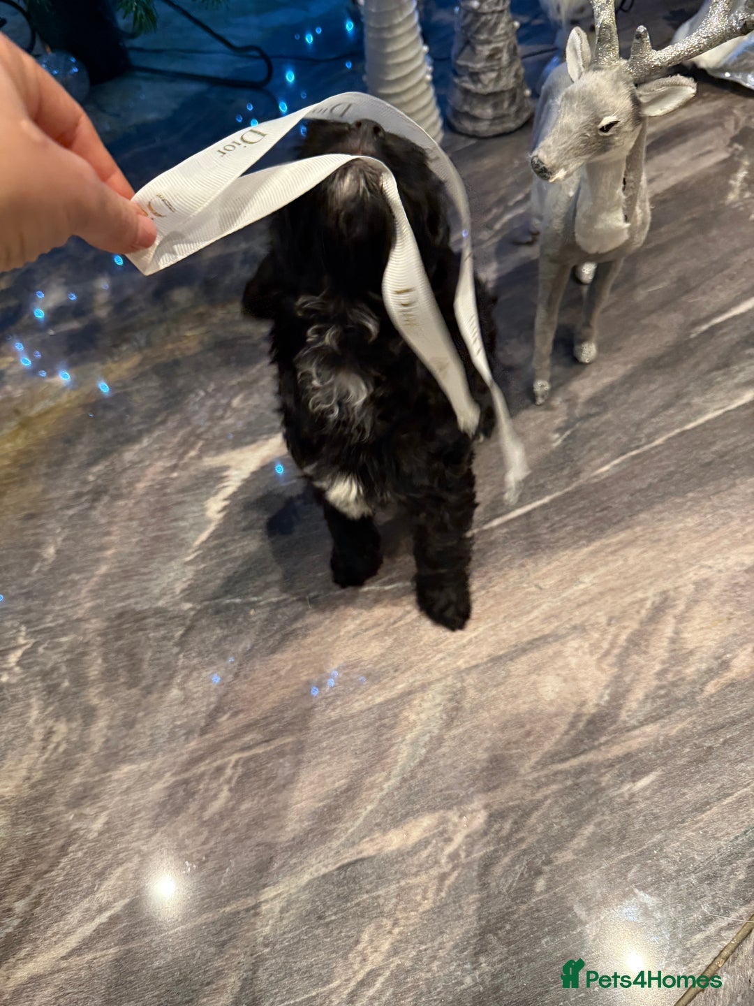 Cockapoo dogs for sale: Beautiful Cockapoo miniature (toy) black, tuxedo - Advert 11