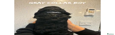 Gray collar boy