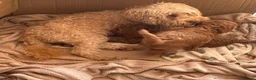 Cockapoo dogs for sale: Stunning Female Dark red cockapoos for sale  - Advert 6