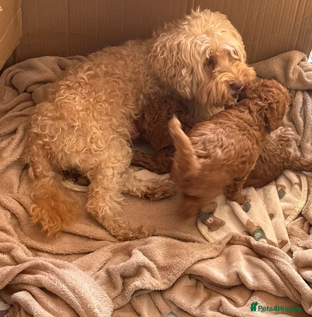 Cockapoo dogs for sale: Stunning Female Dark red cockapoos for sale  - Advert 6