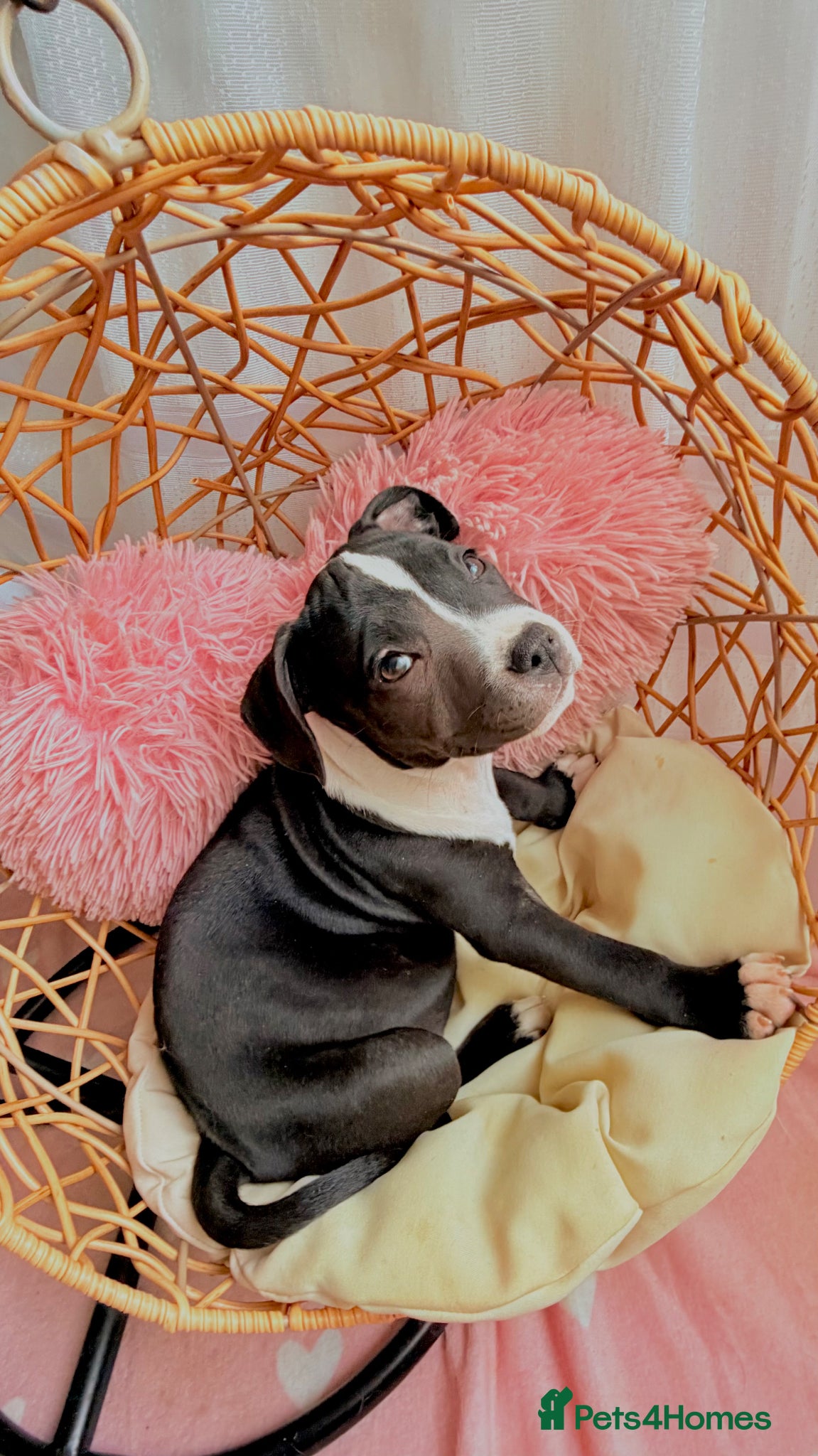 Staffordshire Bull Terrier dogs 💕BEAUTIFUL STAFFY PUPPIES 💕 - Advert 14