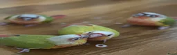 Conures birds for sale: Baby Conures in Manchester - Advert 4