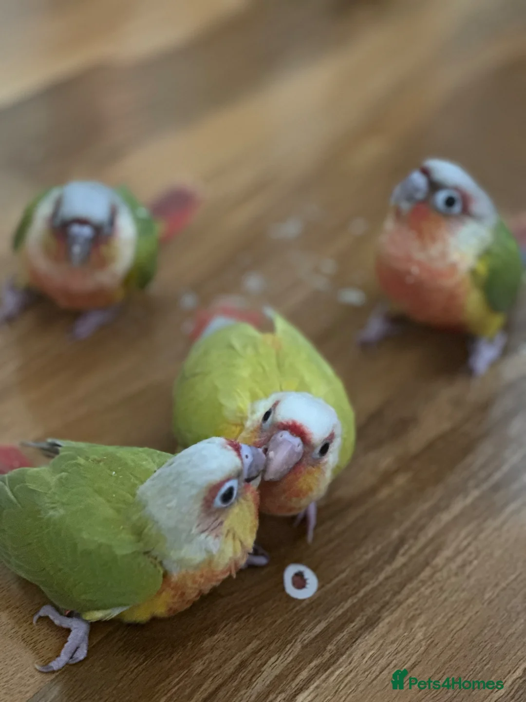 Conures birds for sale: Baby Conures in Manchester - Advert 4