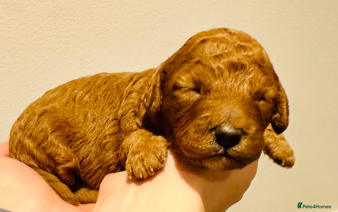 Cavapoo dogs for sale: Toy Cavapoo Puppies  - Advert 11