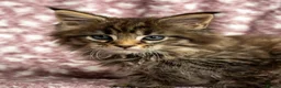 Maine Coon cats for sale: Beautiful Maine Coon Kittens - Advert 22
