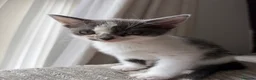 Domestic Shorthair cats for sale: Beautiful female and male kittens x2 - Advert 3