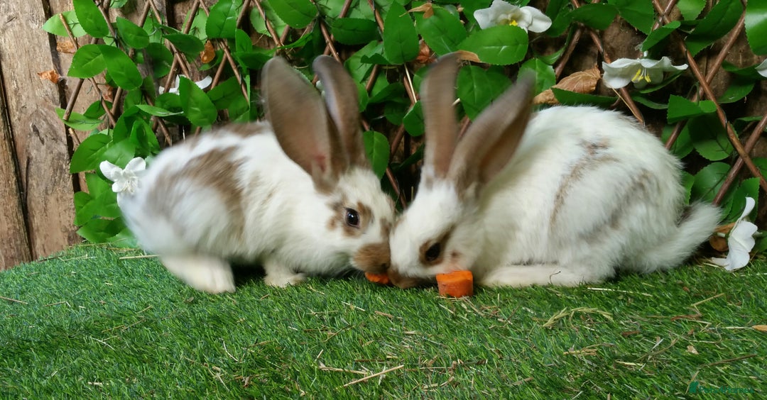 Continental Giant rabbits for sale: Giant Papillon Baby Boys  - Vaccinated - Reserve - Image 15