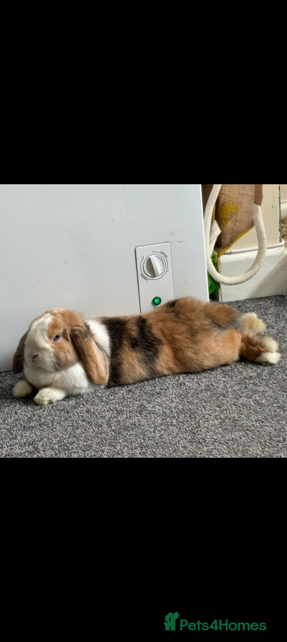 Mini Lion Lop rabbits Lola. - Advert 6