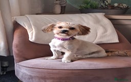 Shorkie dogs for sale: Beautiful Pixie needs forever home - Image 1