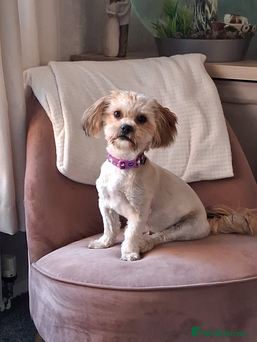 Shorkie dogs for sale: Beautiful Pixie needs forever home - Image 1