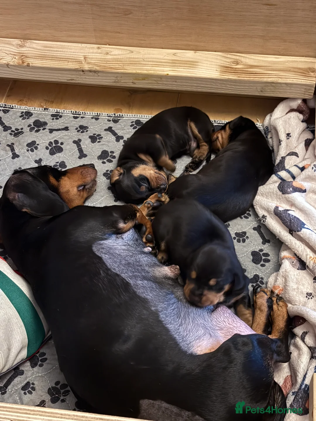 Miniature Dachshund dogs for sale: Miniature Dachshund Smooth Hair Puppies  - Advert 4