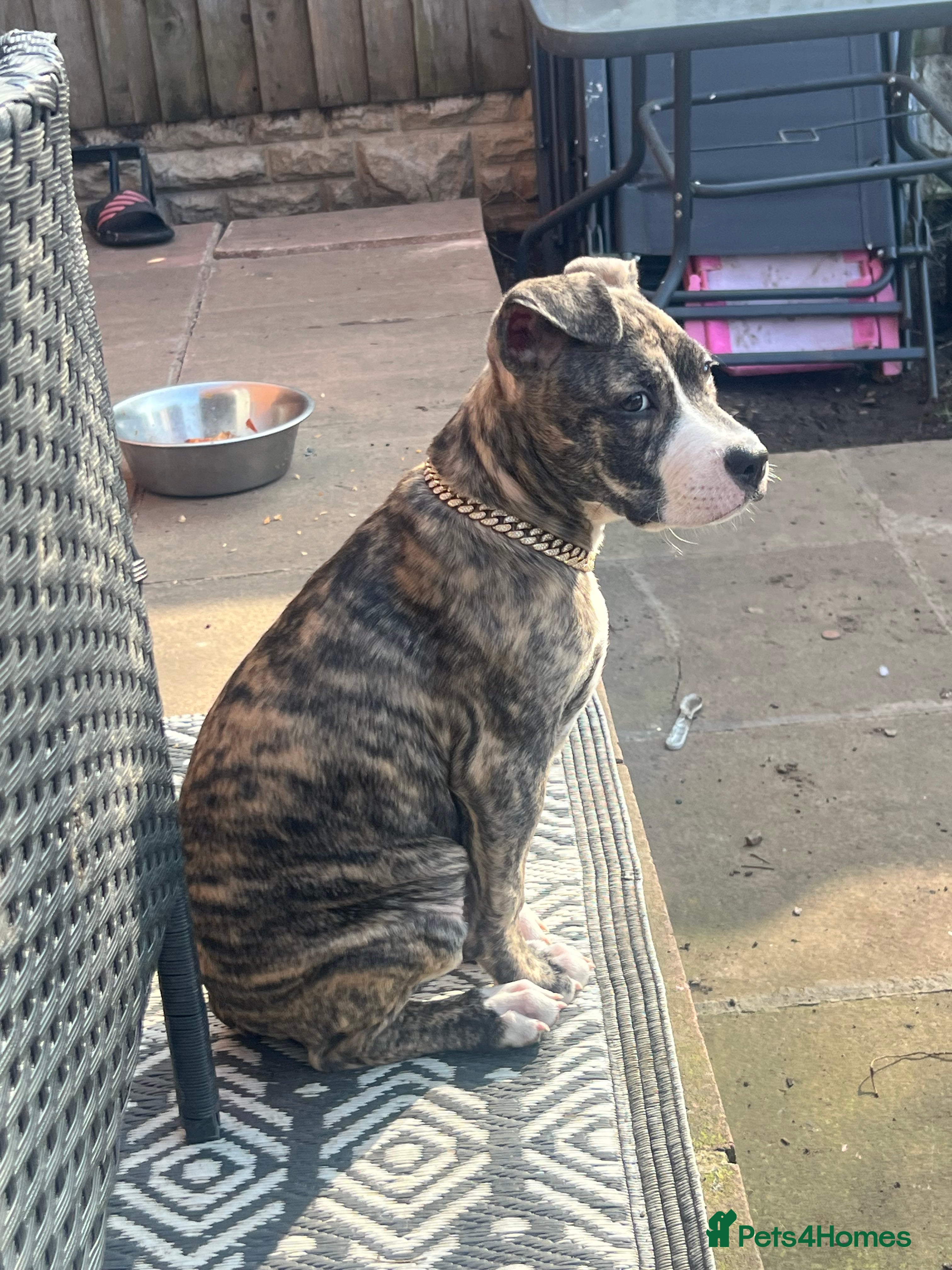 Staffordshire Bull Terrier dogs Princess Bella - Advert 1