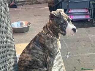 Staffordshire Bull Terrier dogs Princess Bella - Advert 1