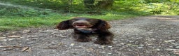 Sprocker dogs for stud: Stunning Sprocker Spaniel  for Stud  - Advert 23