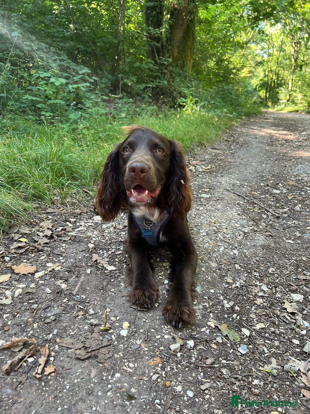 Sprocker dogs for stud: Stunning Cocker Spaniel X available for Stud  - Advert 23