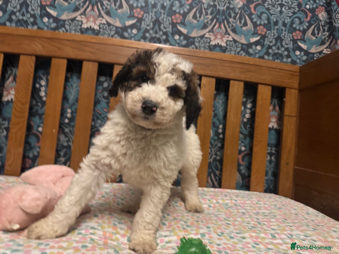 Bernedoodle dogs for sale: Bernedoodle F1B puppies - Advert 40