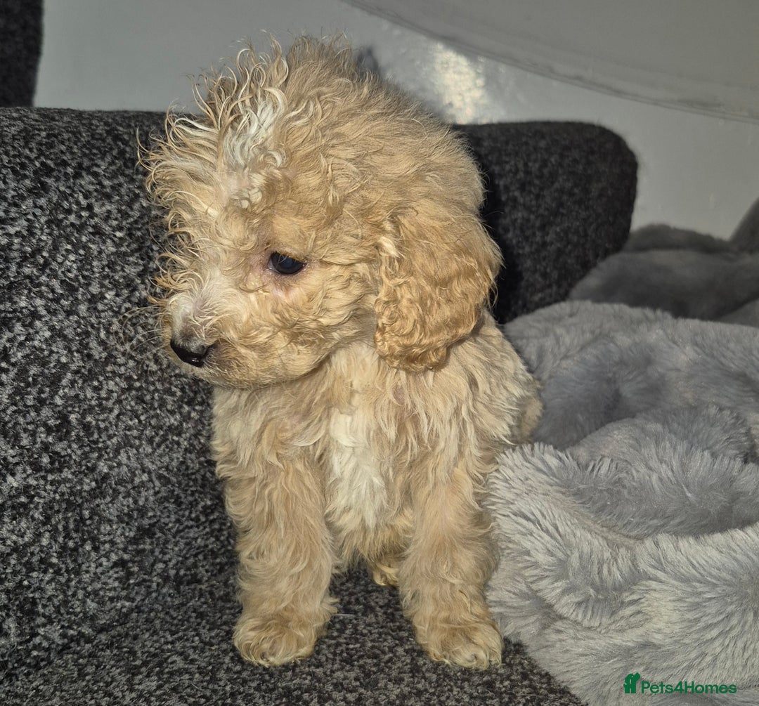 Cockapoo dogs for sale: Cockapoo pups  - Advert 1