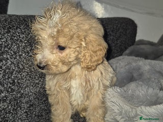 Cockapoo dogs Cockapoo pups - Advert 2