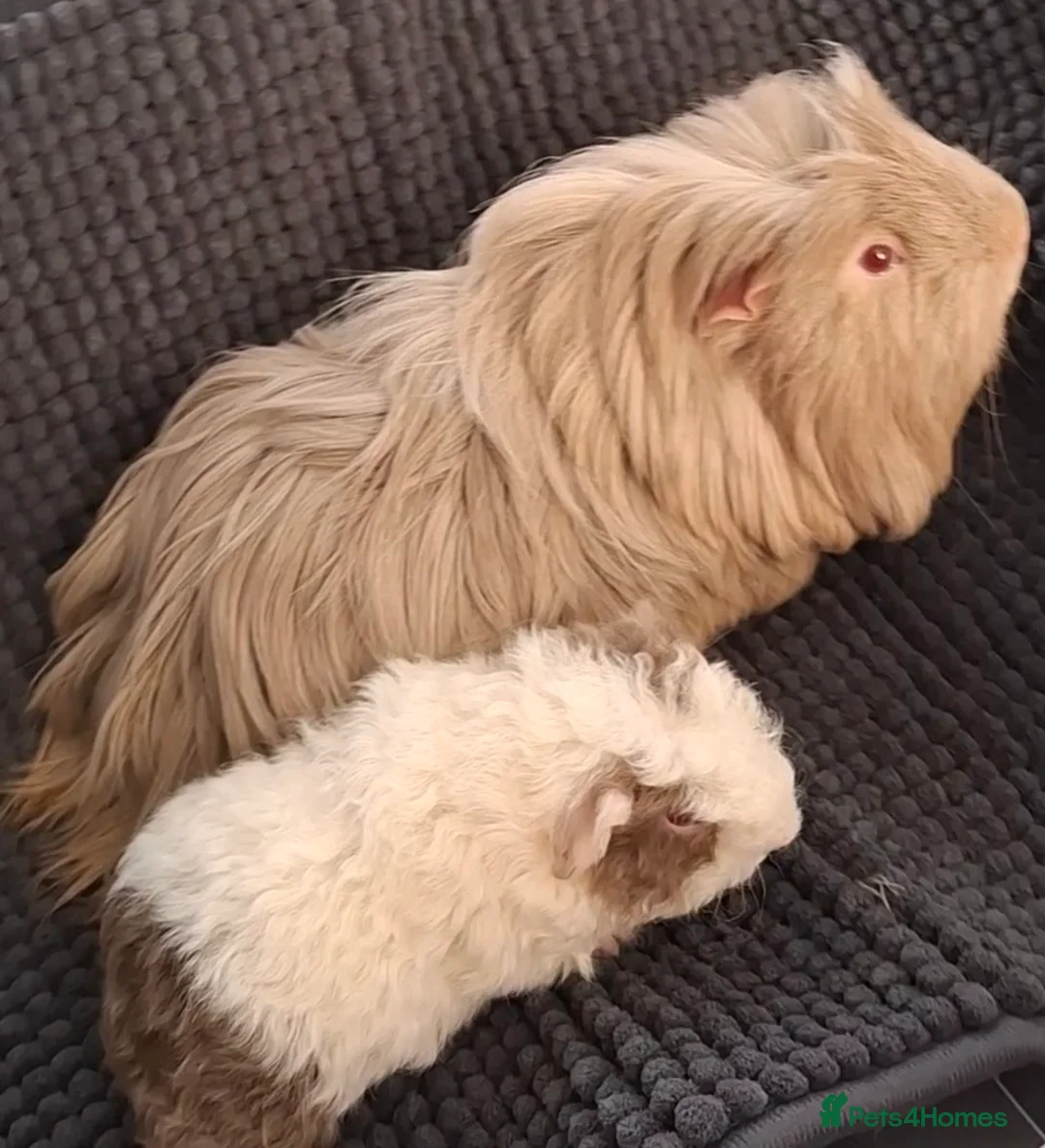 Guinea Pig rodents for sale: SOLD.    Bonded pair of guinea pigs young  - Advert 1