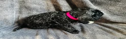 Cockapoo dogs for sale: Cockapoo puppies  in Bristol - Advert 15