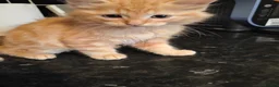 Ragdoll cats for sale: Ragdoll cross kittens long haired stunning litter  in Nottingham - Advert 7