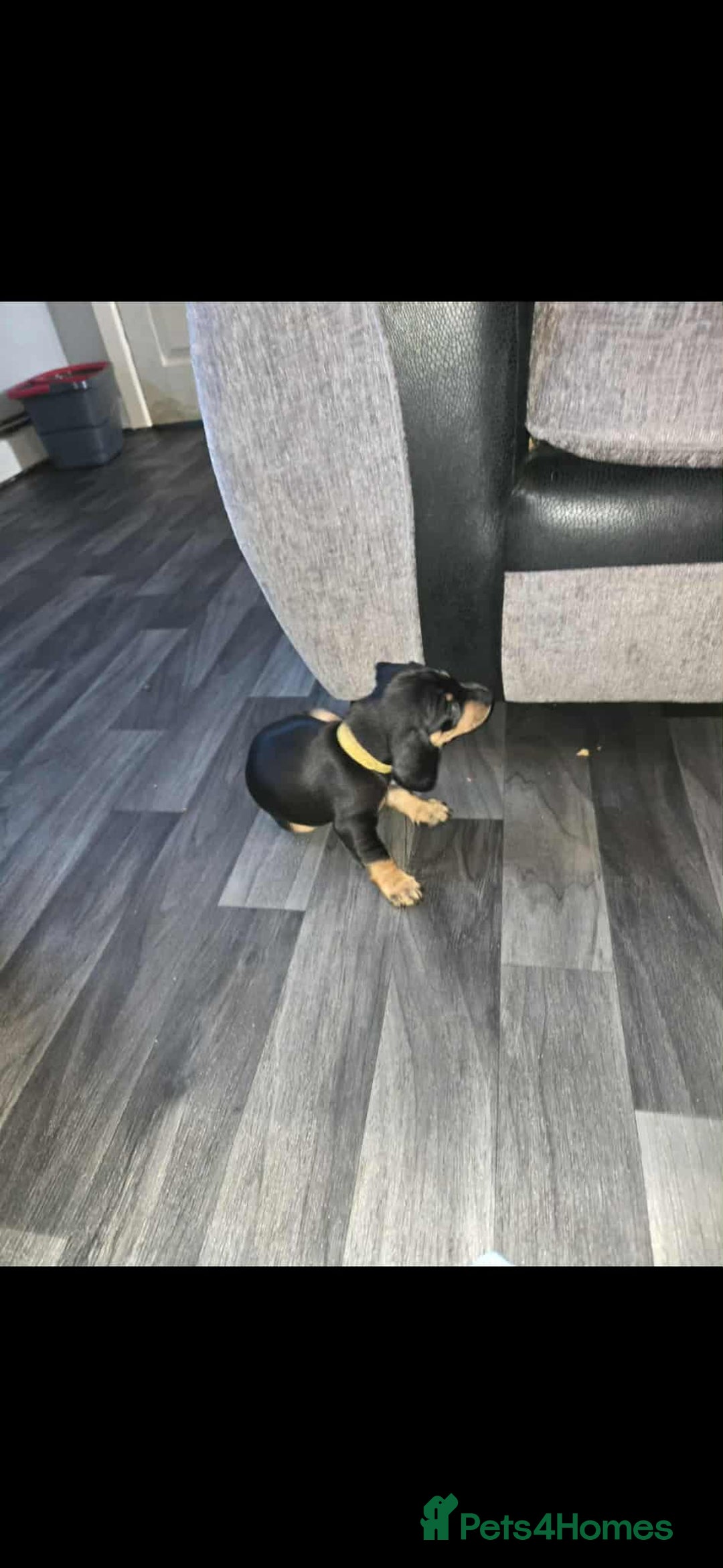 Miniature Dachshund dogs for sale: Miniature dachshund boy - Image 4