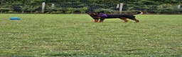 Rottweiler dogs for sale: Rottweiler puppies  in Saint Helens - Advert 4