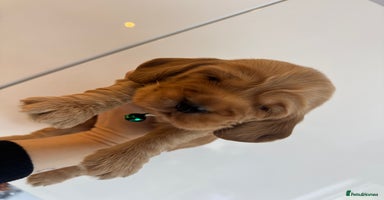 Cocker Spaniel dogs - Advert 6