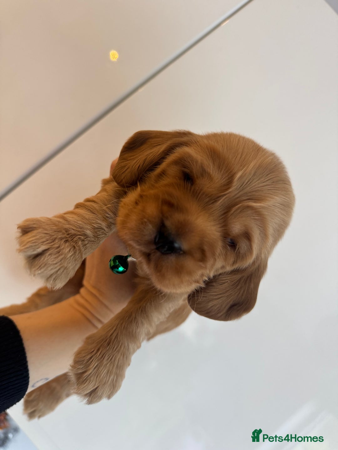 Cocker Spaniel dogs for sale: Beautiful cocker spaniel puppies  - Image 2