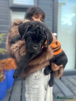 Mixed Breed dogs - Advert 2