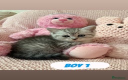 British Shorthair cats for sale: *stunning* silver tabby British short haired  - Image 10