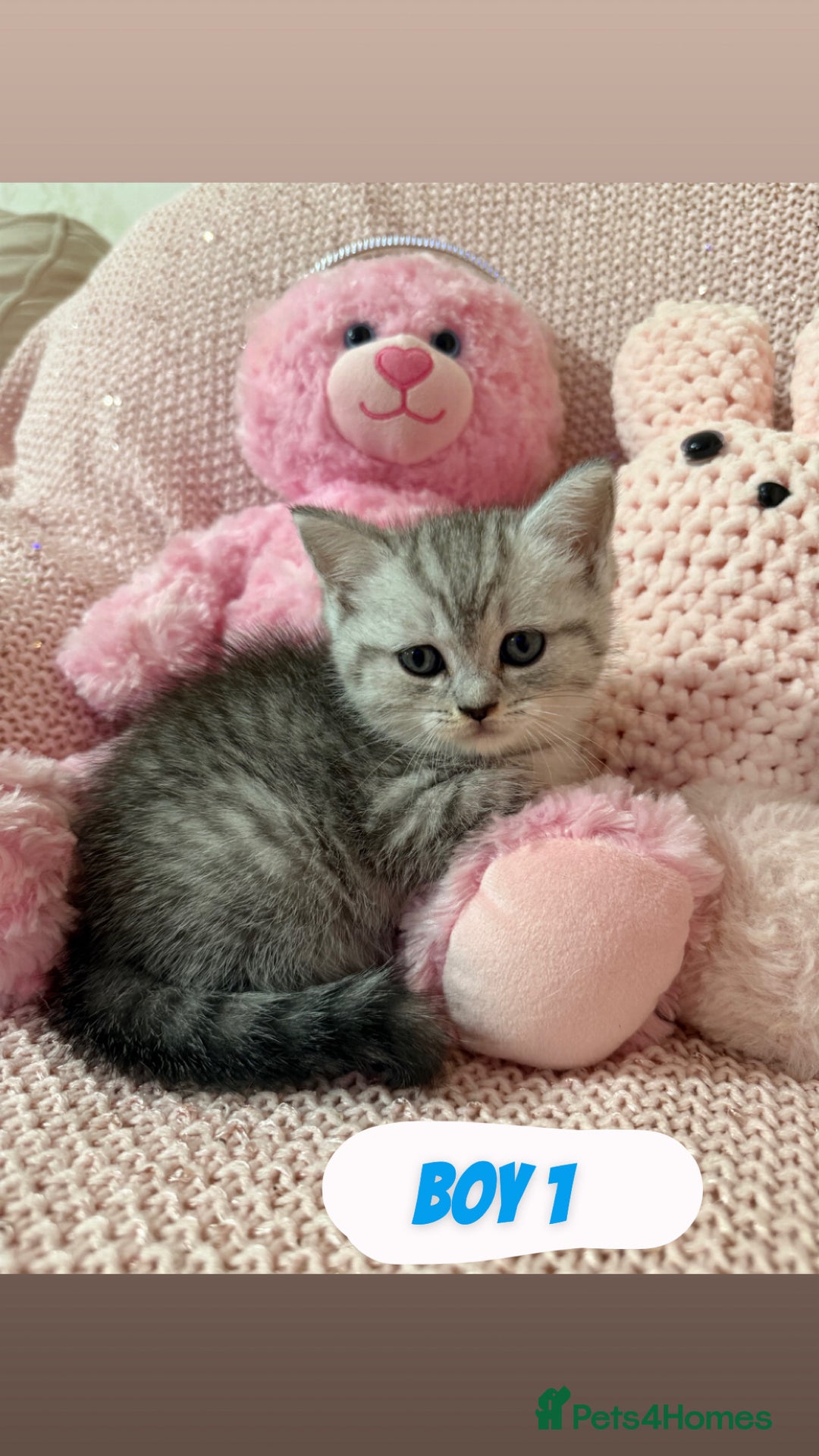 British Shorthair cats for sale: *stunning* silver tabby British short haired  - Image 10