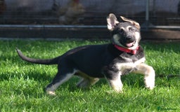 German Shepherd dogs for sale: ⚡RARE EAST EUROPEAN SHEPHERD PUPPIES AVAILABLE⚡ - Image 8