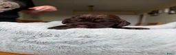 Cocker Spaniel dogs for sale: Beautiful Chocolate Tan and White pups in Ulceby - Advert 11