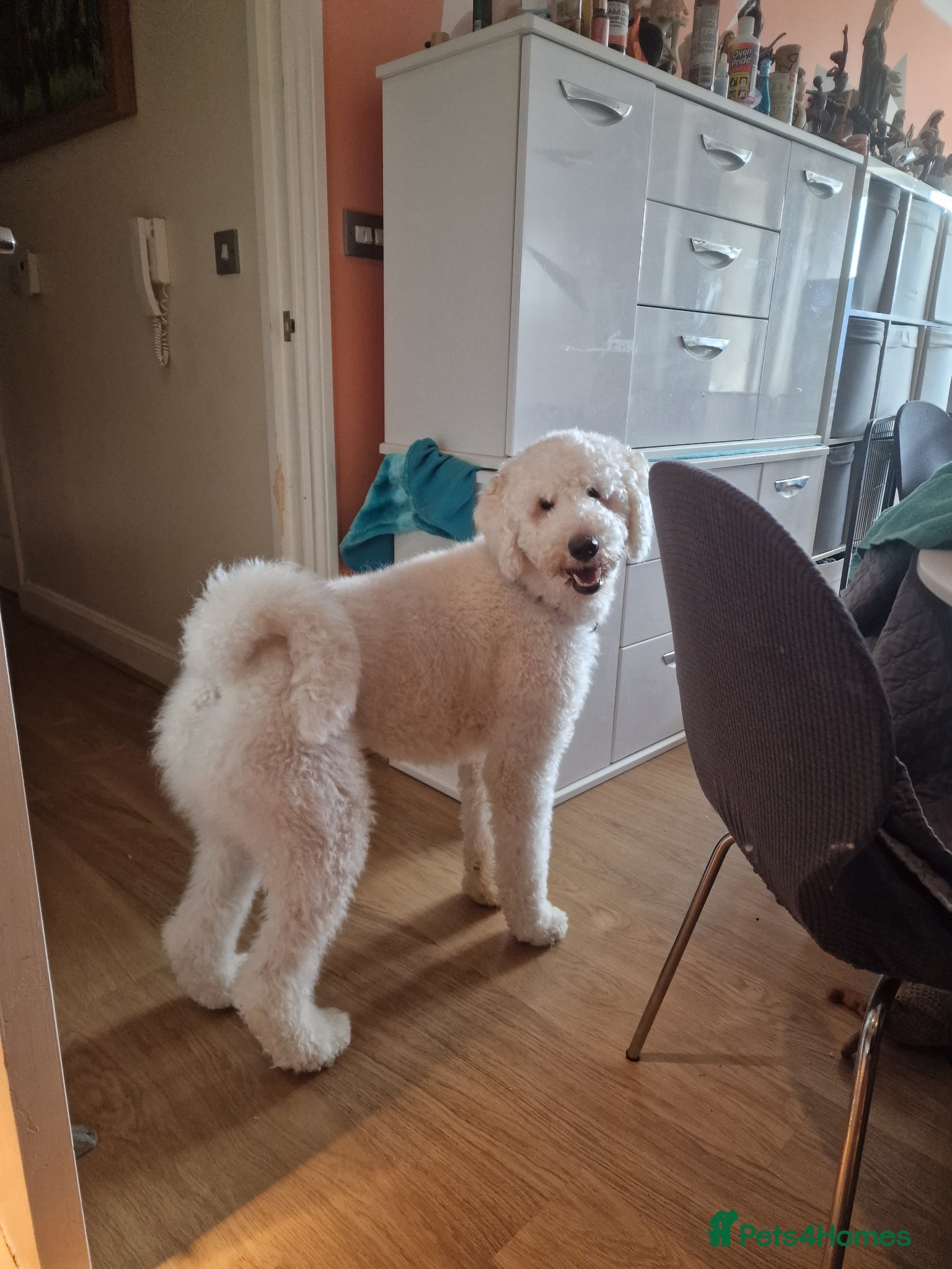 Standard Poodle dogs for stud: Standard White Poodle as stag - Advert 12