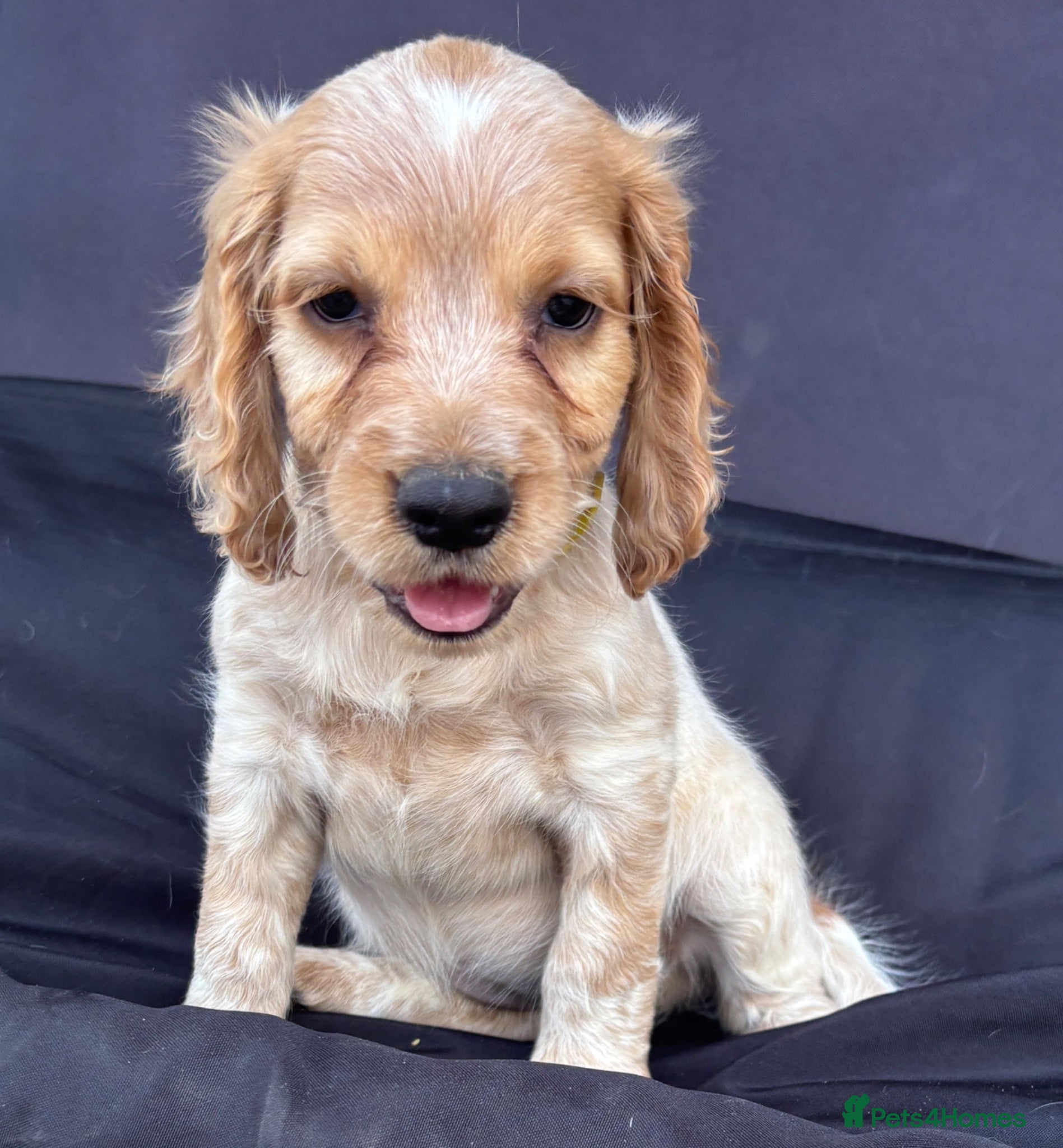 Cocker Spaniel dogs Stunning KC Registered Cocker Spaniel Puppies - Advert 2