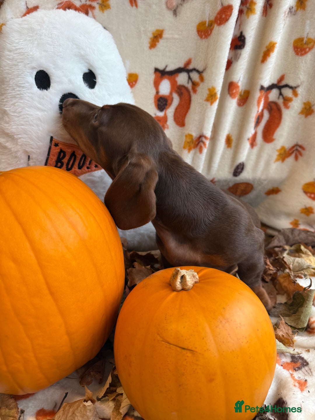 Miniature Dachshund dogs for sale: Perfect Miniature dachshund  - Image 13