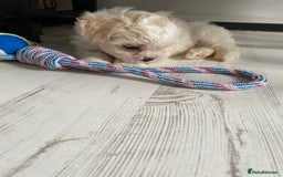 Zuchon dogs for sale: Zuchons pups ( Teddy bear pups) - Image 17