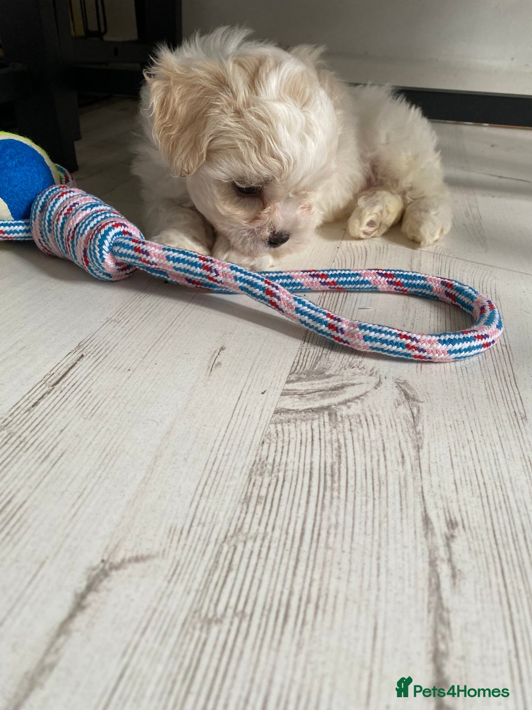 Zuchon dogs for sale: Zuchons pups ( Teddy bear pups) - Image 17