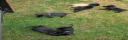 Labrador Retriever dogs for sale: READY TO LEAVE! 1 Black bitch 1 yellow dog left - Advert 10