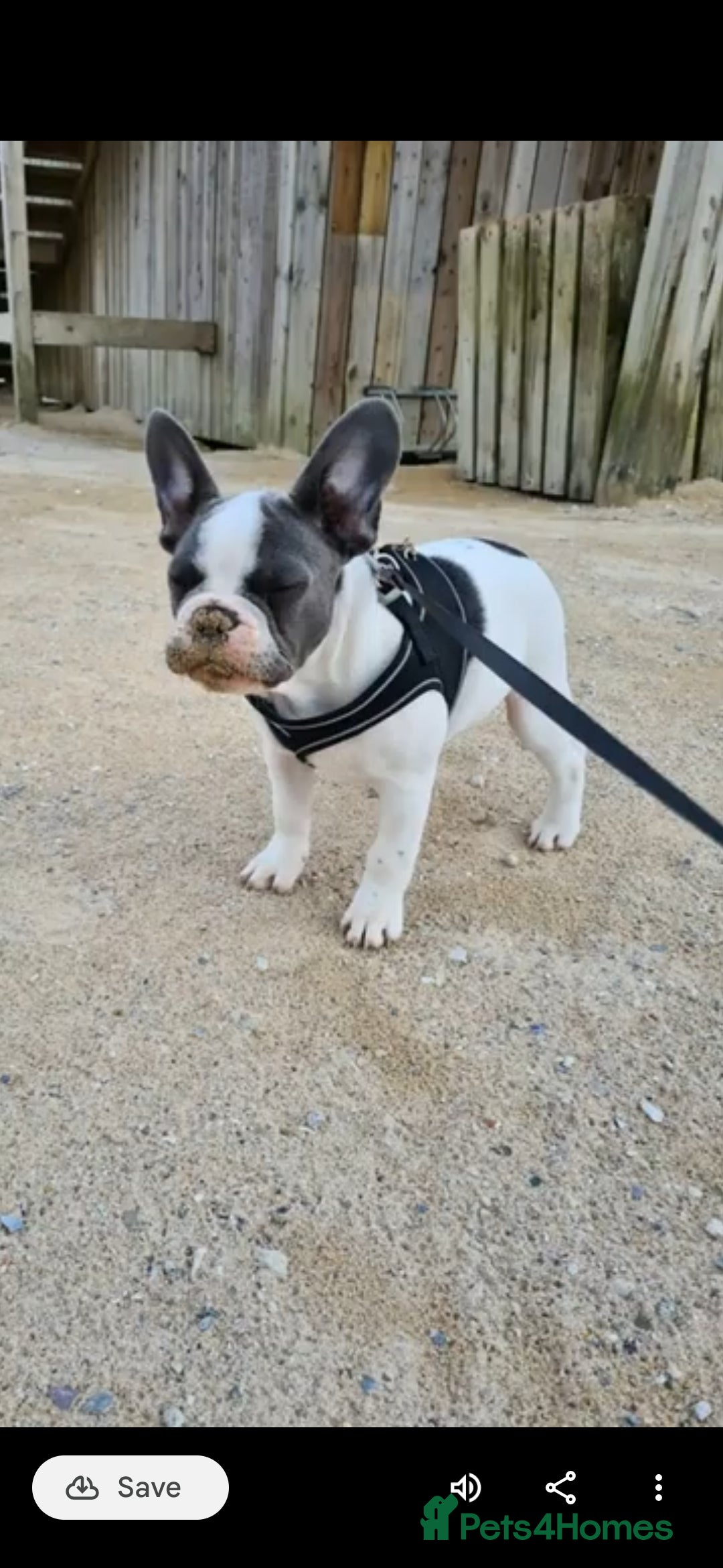 French Bulldog dogs for stud: STUD available French Bulldog enhanced pedigree  - Advert 2