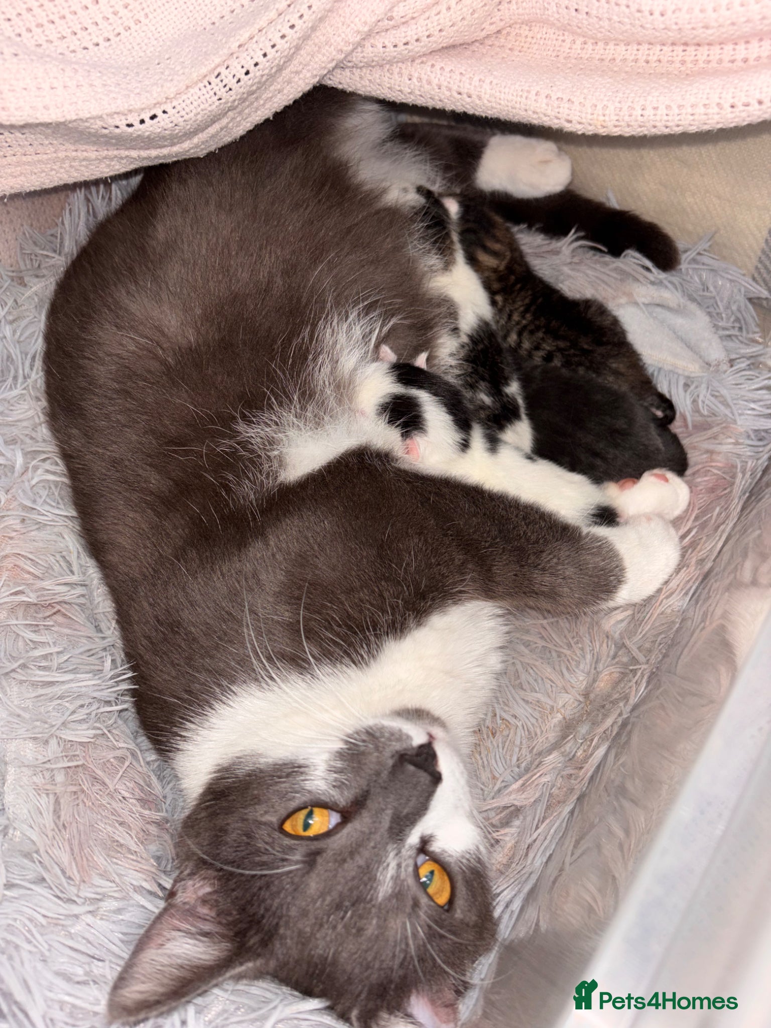 Mixed Breed cats Kittens  - Advert 1