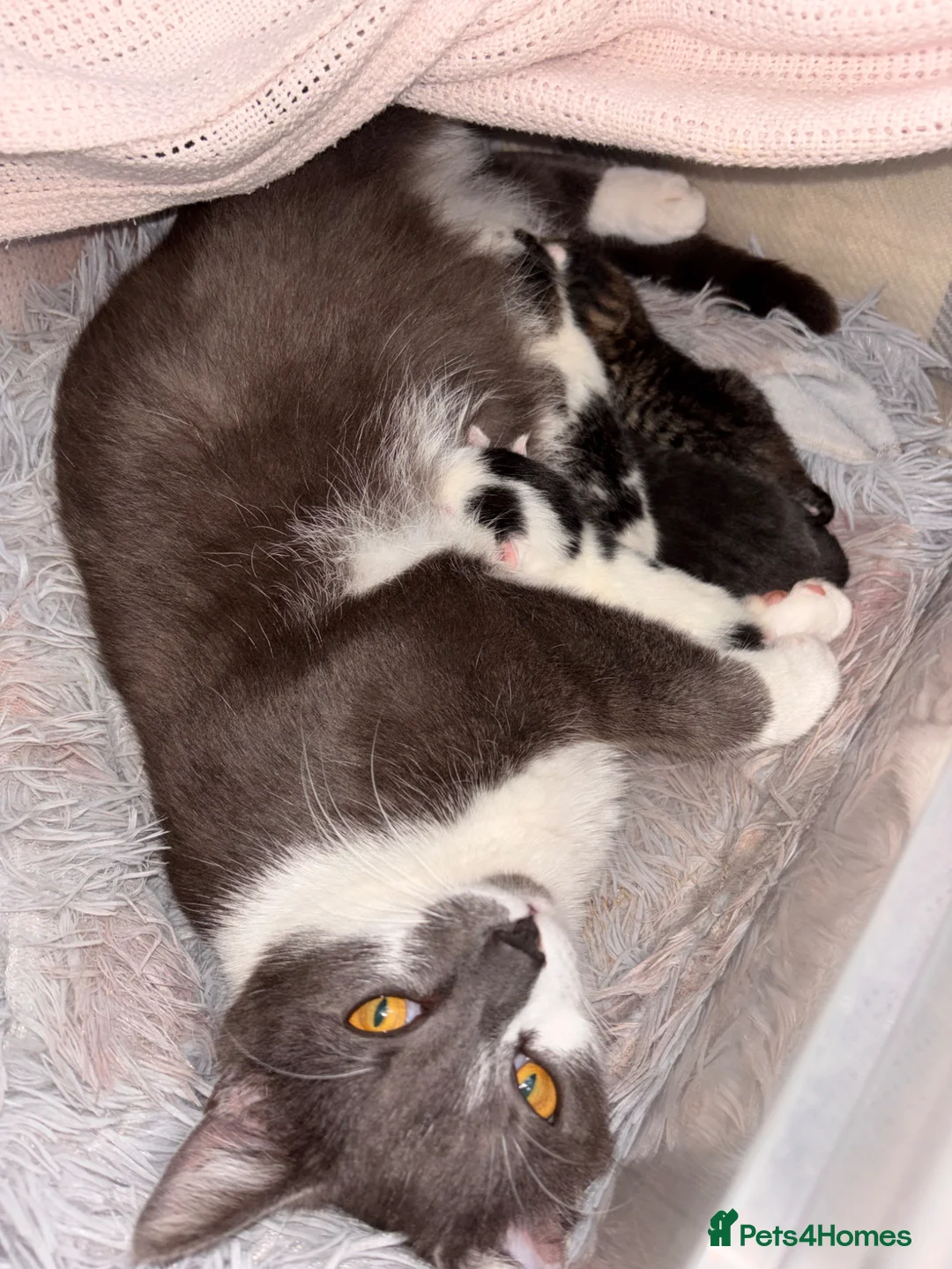 Mixed Breed cats for sale: Kittens  - Advert 1
