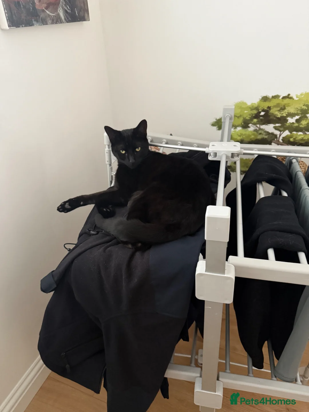 Domestic Shorthair cats for sale:  🐾 Meet Lenny – The Sweetest Little Shadow - Advert 9